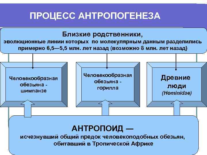 ПРОЦЕСС АНТРОПОГЕНЕЗА Близкие родственники, п эволюционные линии которых по молекулярным данным разделились примерно 6,