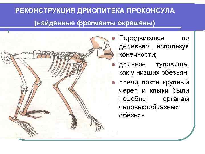 РЕКОНСТРУКЦИЯ ДРИОПИТЕКА ПРОКОНСУЛА (найденные фрагменты окрашены) Передвигался по деревьям, используя конечности; l длинное туловище,