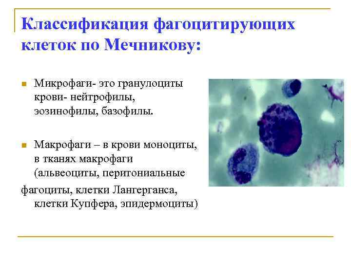 Клетками макрофагами являются. Фагоциты классификация микробиология. Микрофаги и макрофаги. Классификация фагоцитов. Классификация фагоцитов иммунология.