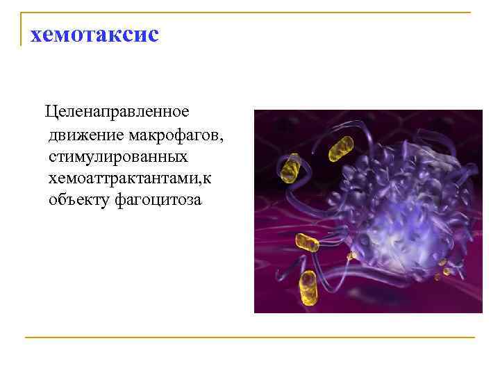 Хемотаксис. Хемотаксис это иммунология. Хемотаксис фагоцитов. Хемотаксис макрофагов. Хемотаксис нейтрофилов иммунология.