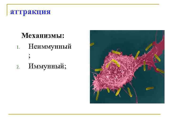 аттракция Механизмы: 1. Неиммунный ; 2. Иммунный; 