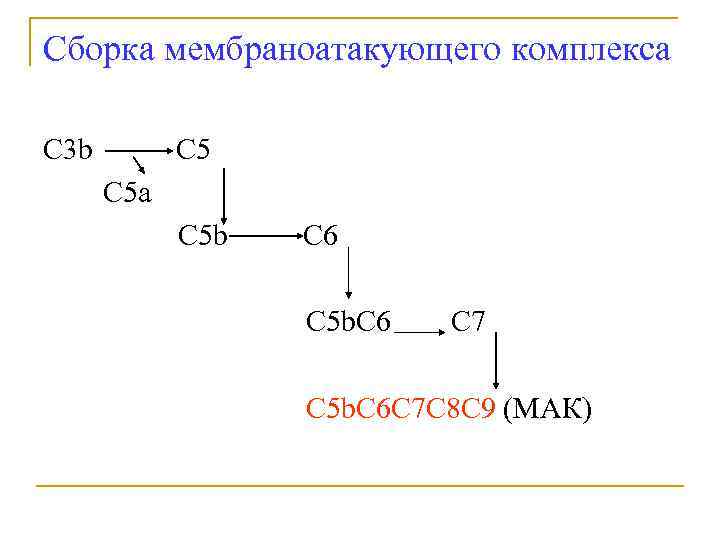 Сборка мембраноатакующего комплекса C 3 b C 5 a C 5 b C 6