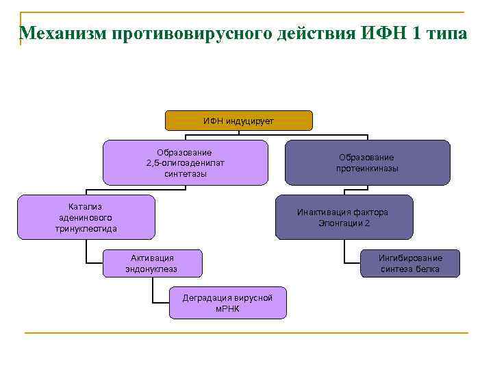 Механизм противовирусного действия ИФН 1 типа ИФН индуцирует Образование 2, 5 -олигоаденилат синтетазы Катализ