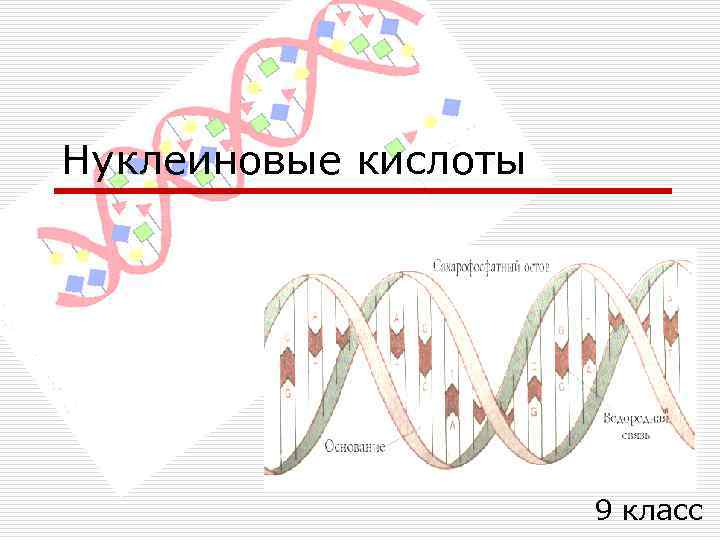 Нуклеиновые кислоты 9 класс 