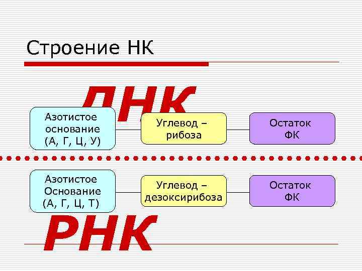 Строение НК ДНК Азотистое основание (А, Г, Ц, У) Углевод – рибоза Остаток ФК