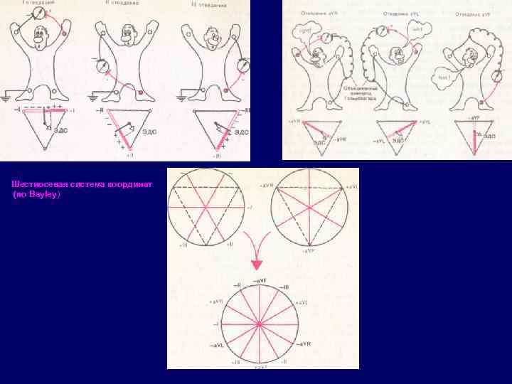 Шестиосевая система координат (по Bayley) 