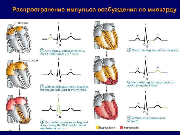 Распространение импульса возбуждения по миокарду 