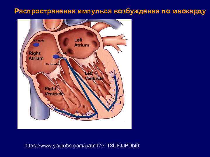 Распространение импульса возбуждения по миокарду https: //www. youtube. com/watch? v=T 3 Ut. QJPDbl 0