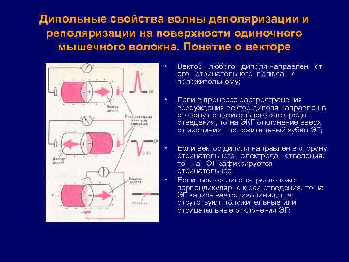 Дипольные свойства волны деполяризации и реполяризации на поверхности одиночного мышечного волокна. Понятие о векторе