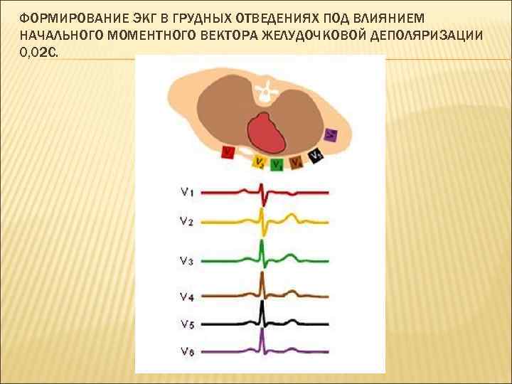 ФОРМИРОВАНИЕ ЭКГ В ГРУДНЫХ ОТВЕДЕНИЯХ ПОД ВЛИЯНИЕМ НАЧАЛЬНОГО МОМЕНТНОГО ВЕКТОРА ЖЕЛУДОЧКОВОЙ ДЕПОЛЯРИЗАЦИИ 0, 02