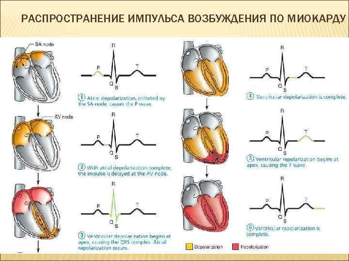 РАСПРОСТРАНЕНИЕ ИМПУЛЬСА ВОЗБУЖДЕНИЯ ПО МИОКАРДУ 