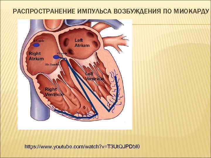 РАСПРОСТРАНЕНИЕ ИМПУЛЬСА ВОЗБУЖДЕНИЯ ПО МИОКАРДУ https: //www. youtube. com/watch? v=T 3 Ut. QJPDbl 0