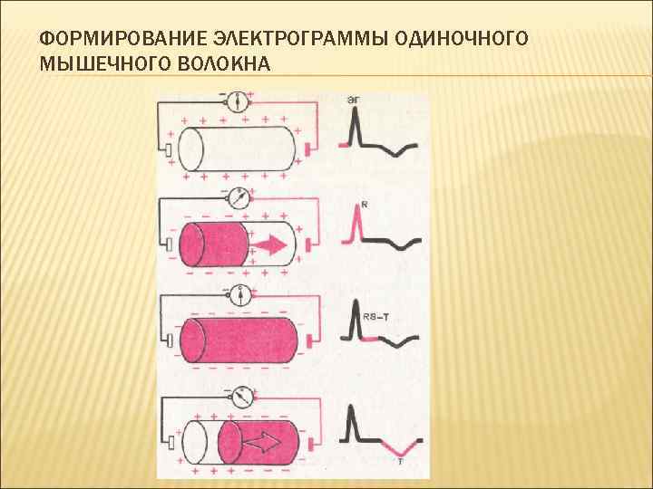 ФОРМИРОВАНИЕ ЭЛЕКТРОГРАММЫ ОДИНОЧНОГО МЫШЕЧНОГО ВОЛОКНА 