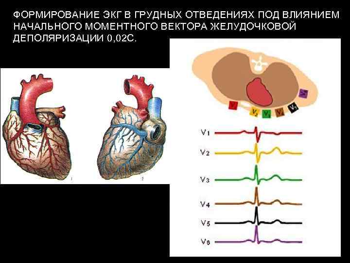 ФОРМИРОВАНИЕ ЭКГ В ГРУДНЫХ ОТВЕДЕНИЯХ ПОД ВЛИЯНИЕМ НАЧАЛЬНОГО МОМЕНТНОГО ВЕКТОРА ЖЕЛУДОЧКОВОЙ ДЕПОЛЯРИЗАЦИИ 0, 02