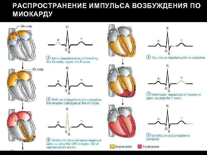 РАСПРОСТРАНЕНИЕ ИМПУЛЬСА ВОЗБУЖДЕНИЯ ПО МИОКАРДУ 