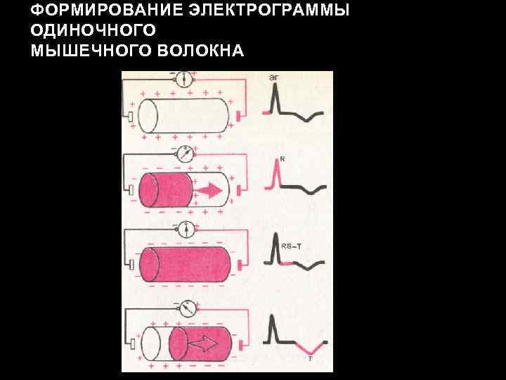 ФОРМИРОВАНИЕ ЭЛЕКТРОГРАММЫ ОДИНОЧНОГО МЫШЕЧНОГО ВОЛОКНА 