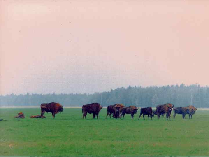 Protected areas in CEE 
