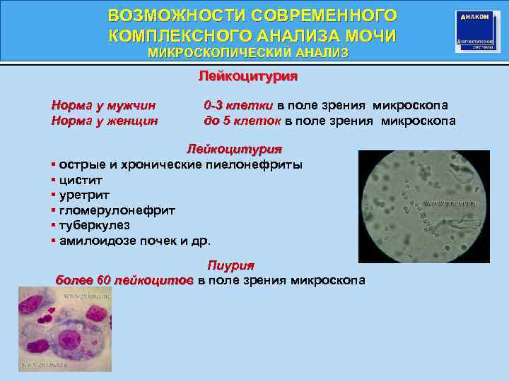 Количество в поле зрения микроскопа