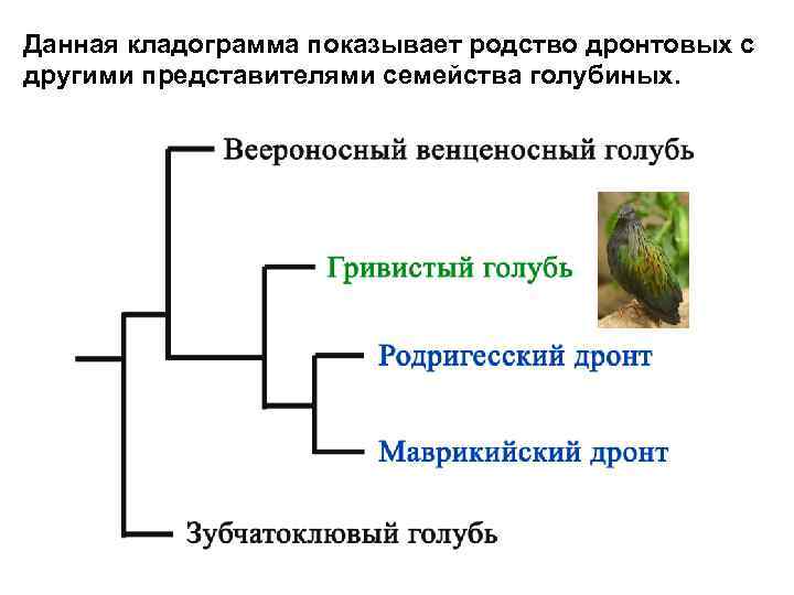 Данная кладограмма показывает родство дронтовых с другими представителями семейства голубиных. 