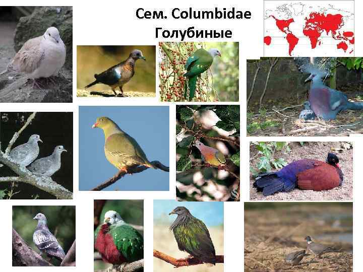 Сем. Columbidae Голубиные 