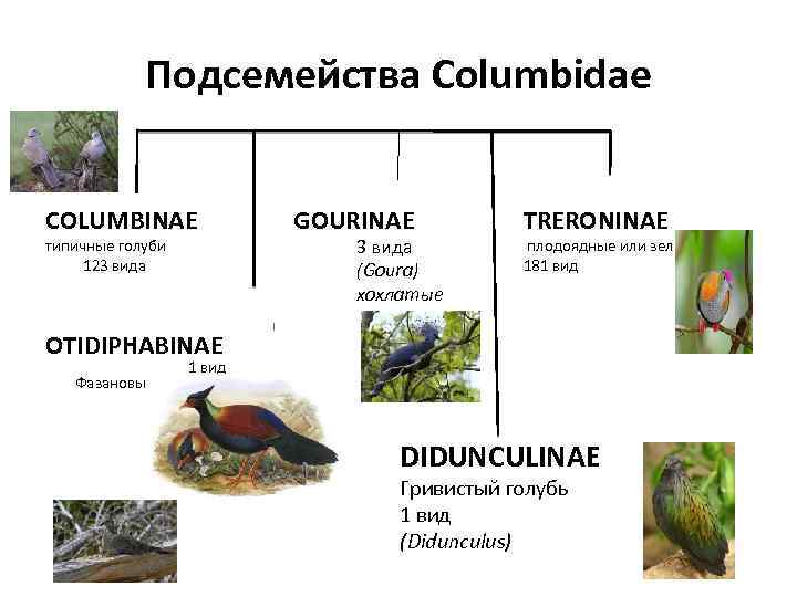 Подсемейства Columbidae COLUMBINAE GOURINAE типичные голуби 3 вида 123 вида (Goura) OTIDIPHABINAE TRERONINAE плодоядные