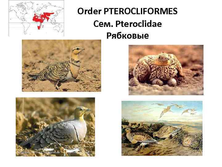 Order PTEROCLIFORMES Сем. Pteroclidae Рябковые 