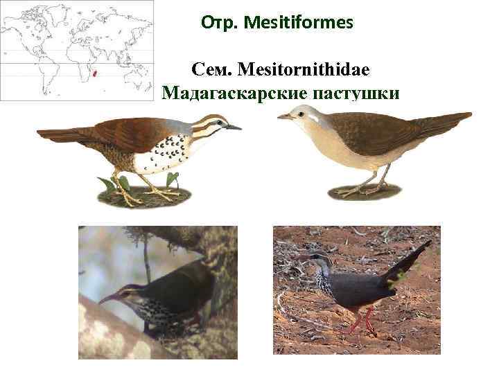 Отр. Mesitiformes Сем. Mesitornithidae Мадагаскарские пастушки 
