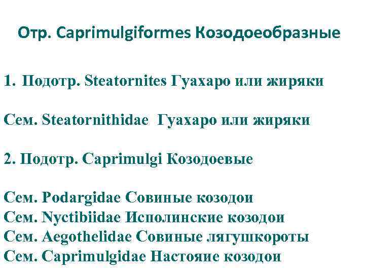 Отр. Caprimulgiformes Козодоеобразные 1. Подотр. Steatornites Гуахаро или жиряки Сем. Steatornithidae Гуахаро или жиряки