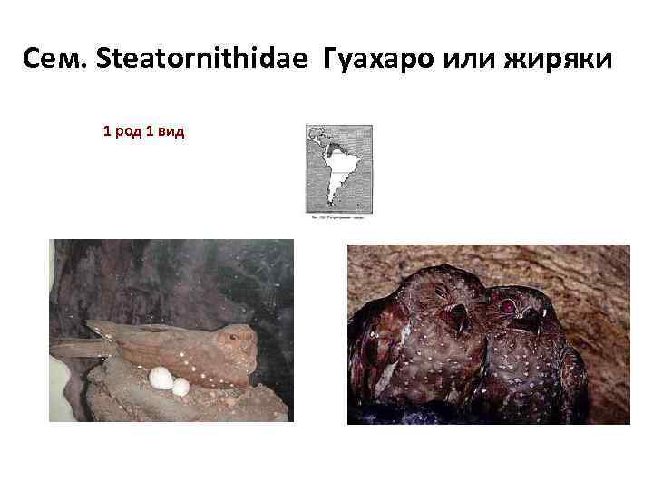 Сем. Steatornithidae Гуахаро или жиряки 1 род 1 вид 