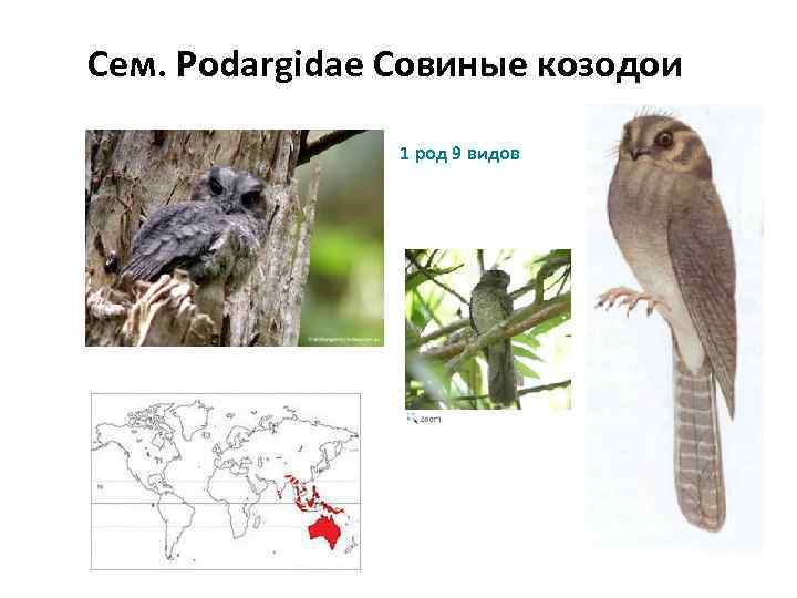 Сем. Podargidae Совиные козодои 1 род 9 видов 