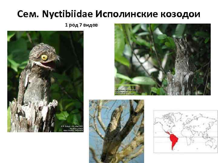 Сем. Nyctibiidae Исполинские козодои 1 род 7 видов 