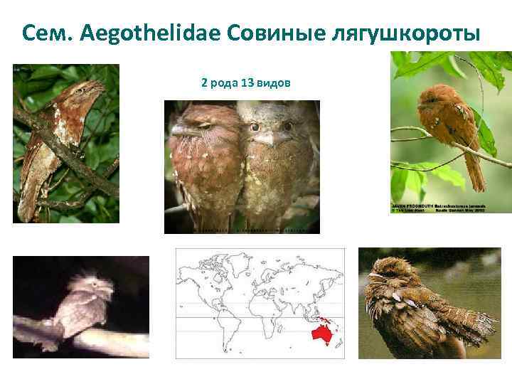 Сем. Aegothelidae Совиные лягушкороты 2 рода 13 видов 