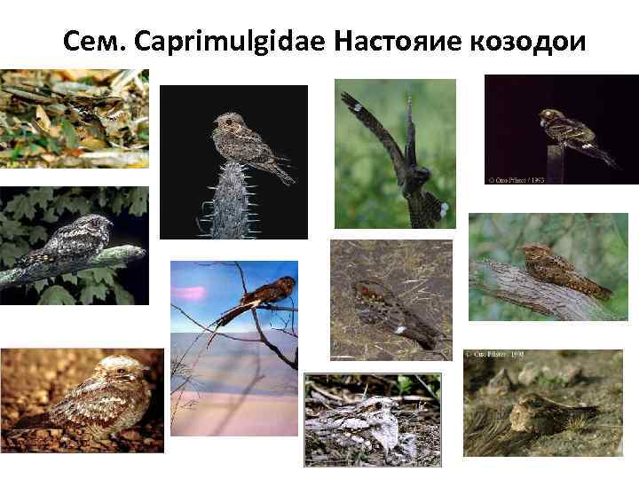Сем. Caprimulgidae Настояие козодои 