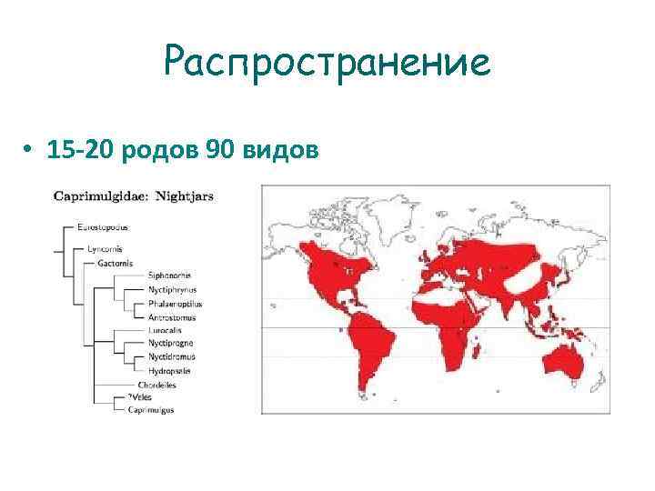 Распространение • 15 -20 родов 90 видов 