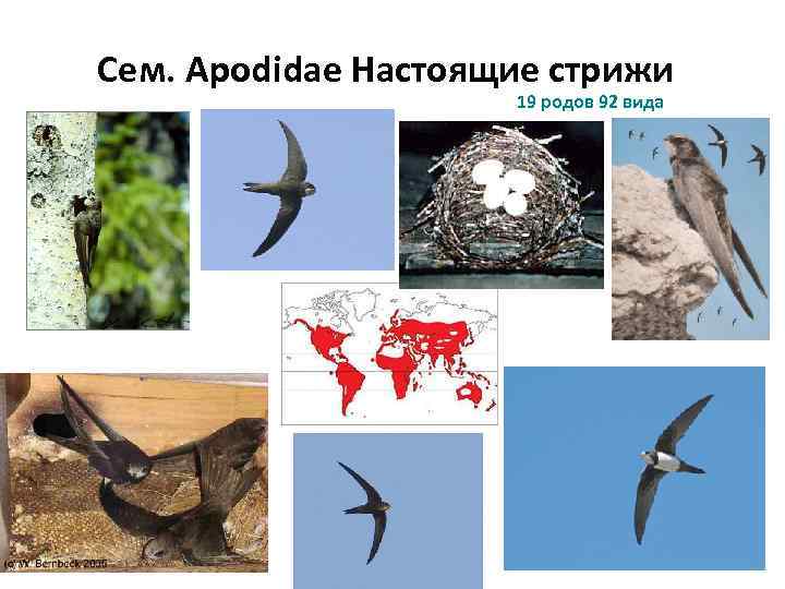 Сем. Apodidae Настоящие стрижи 19 родов 92 вида 