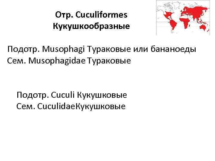 Отр. Cuculiformes Кукушкообразные Подотр. Musophagi Тураковые или бананоеды Сем. Musophagidae Тураковые Подотр. Cuculi Кукушковые
