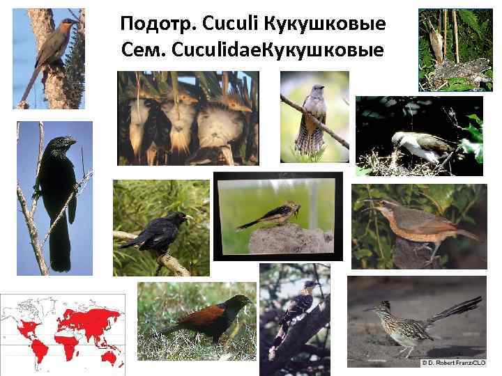 Подотр. Cuculi Кукушковые Сем. Cuculidae. Кукушковые 