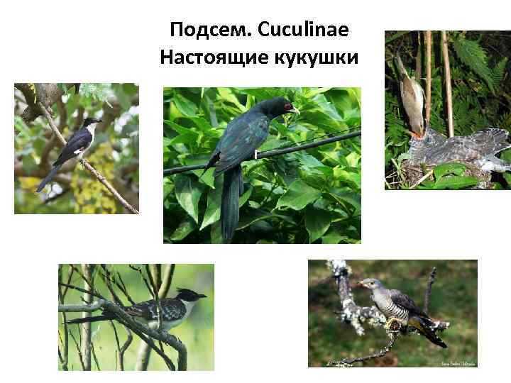 Подсем. Cuculinae Настоящие кукушки 