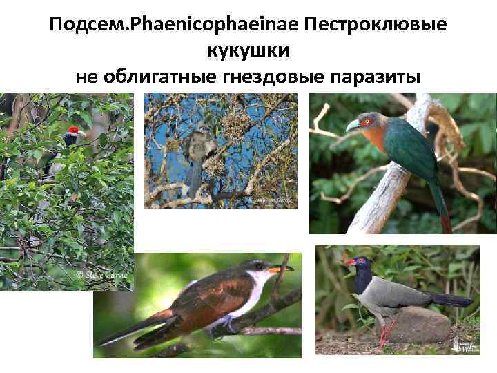 Подсем. Phaenicophaeinae Пестроклювые кукушки не облигатные гнездовые паразиты 