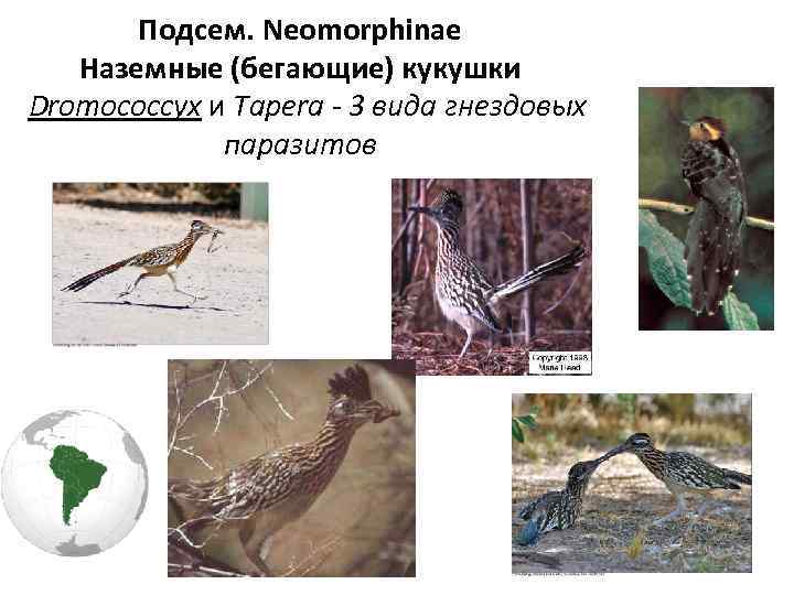 Подсем. Neomorphinae Наземные (бегающие) кукушки Dromococcyx и Tapera - 3 вида гнездовых паразитов 