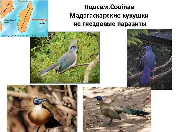 Подсем. Couinae Мадагаскарские кукушки не гнездовые паразиты 