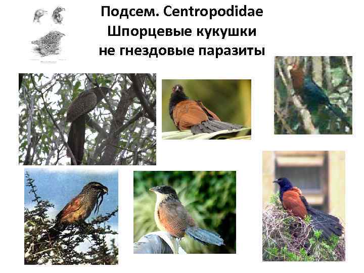 Подсем. Centropodidae Шпорцевые кукушки не гнездовые паразиты 