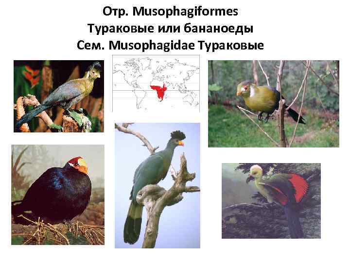 Oтр. Musophagiformes Тураковые или бананоеды Сем. Musophagidae Тураковые 