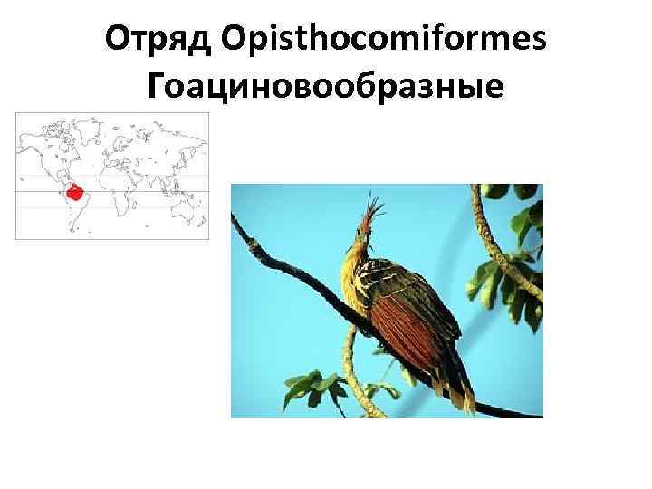 Отряд Opisthocomiformes Гоациновообразные 