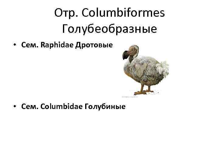 Отр. Columbiformes Голубеобразные • Сем. Raphidae Дротовые • Сем. Columbidae Голубиные 
