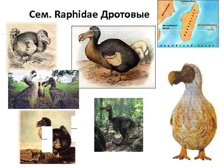 Сем. Raphidae Дротовые. 