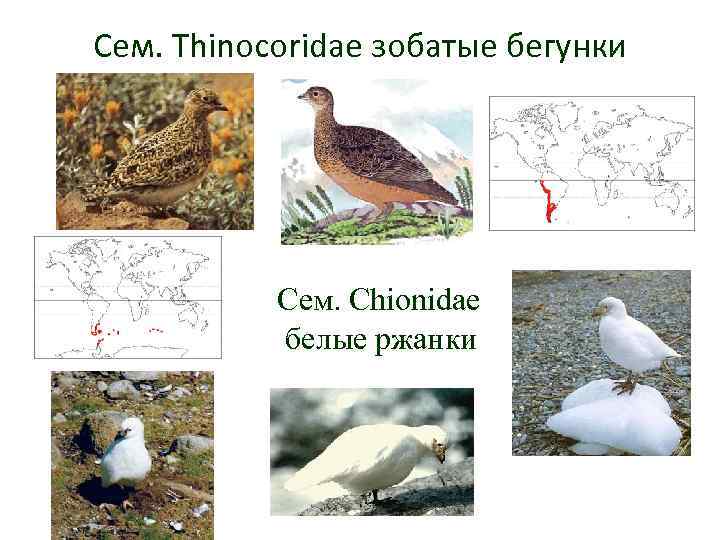 Сем. Thinocoridae зобатые бегунки Сем. Chionidae белые ржанки 