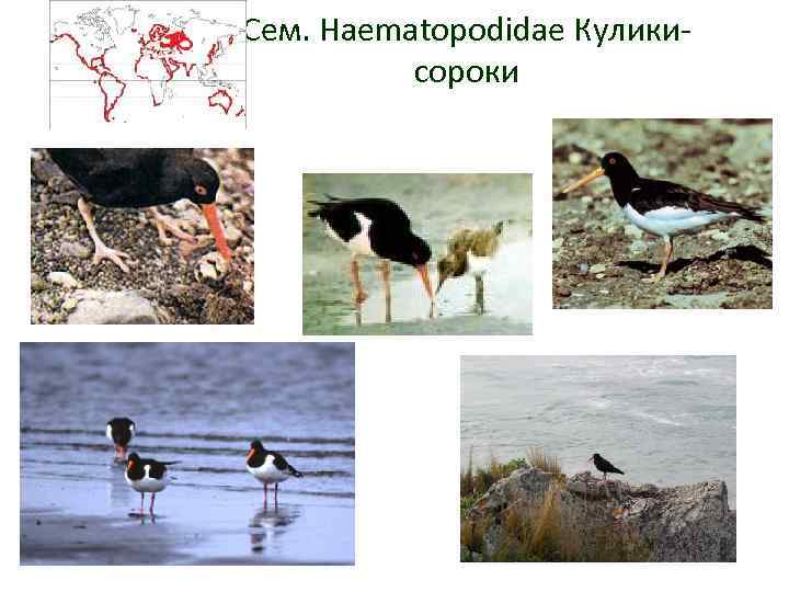 Сем. Haematopodidae Куликисороки 