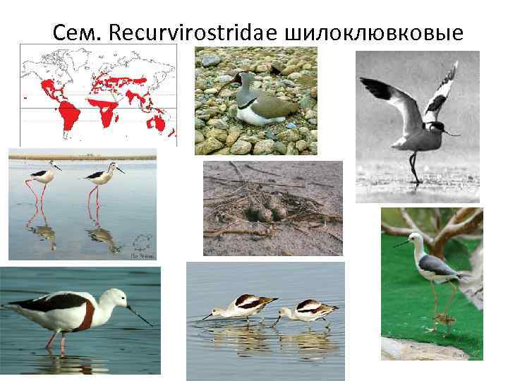 Сем. Recurvirostridae шилоклювковые 
