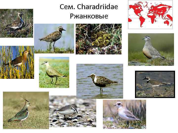 Сем. Charadriidae Ржанковые 